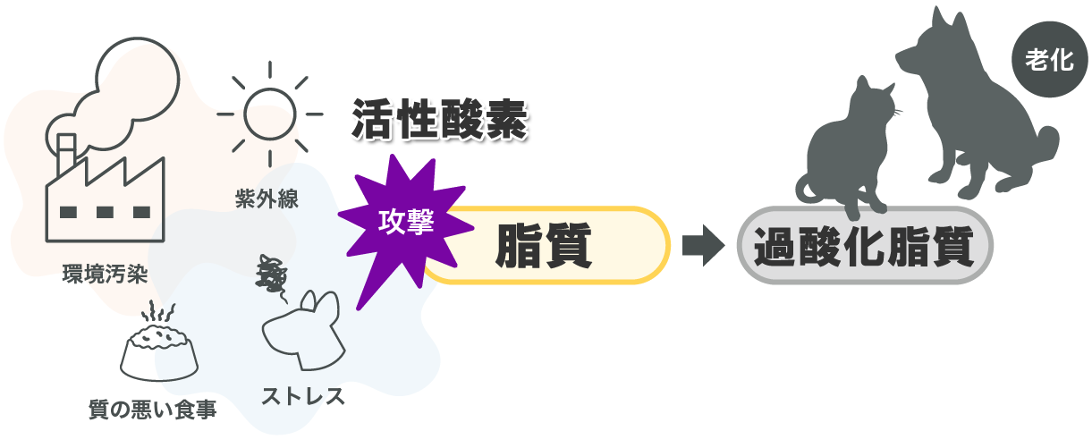 活性酸素が脂質を攻撃して過酸化脂質を作り、それが老化や病気の原因になる。