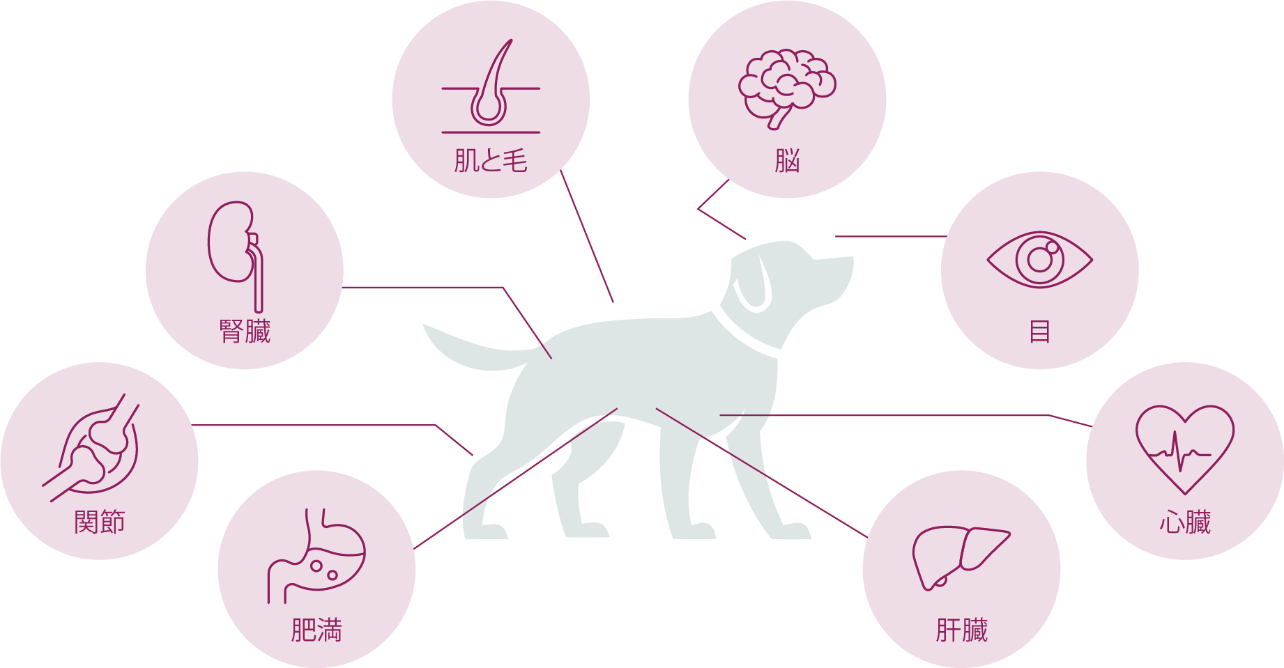 シニア犬・シニア猫の脚膝関節・皮膚・毛並み・脳の認知機能・目(視力)・心臓・肝臓・肥満などの身体部位の図解イメージ