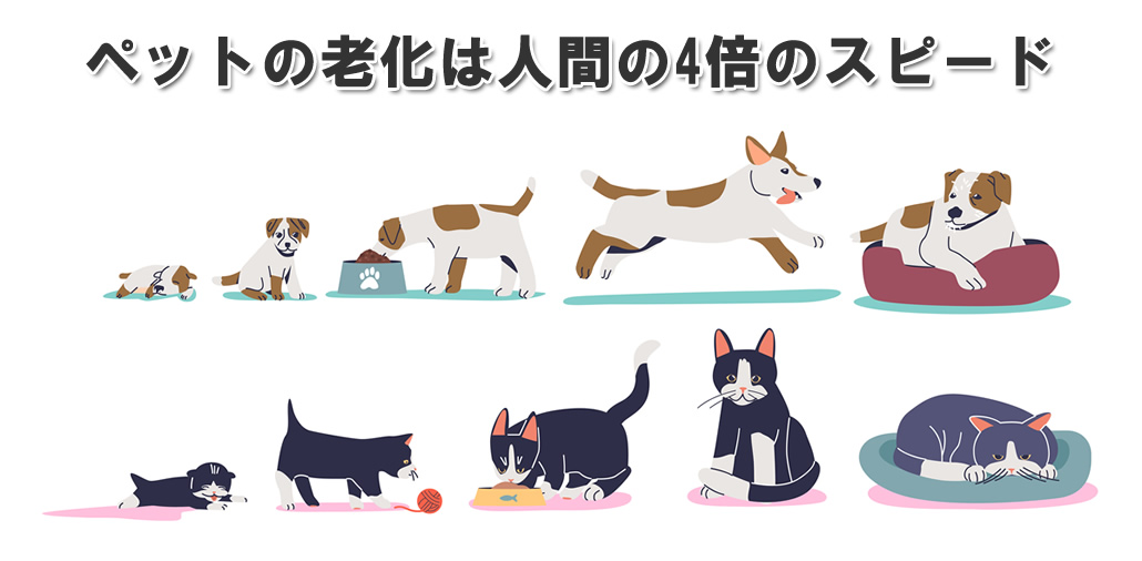 シニア犬・シニア猫の老化スピードは人間の4倍!