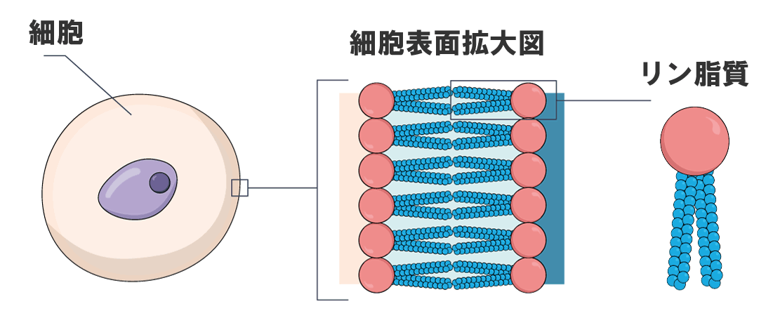 細胞膜を構成するリン脂質の二重構造